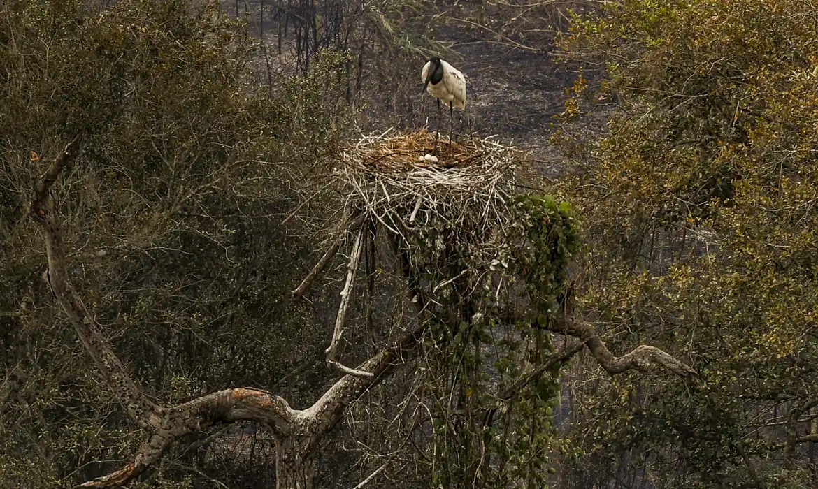  Biólogos tentam salvar fauna ameaçada pelo fogo no Pantanal